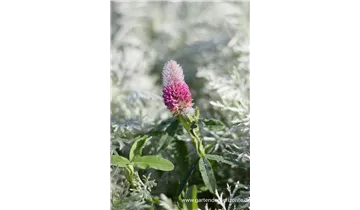 Gartenbaumschule Becker