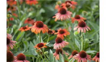 Gartenbaumschule Becker