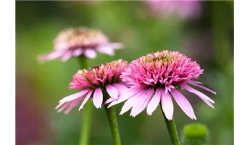 Gartenbaumschule Becker
