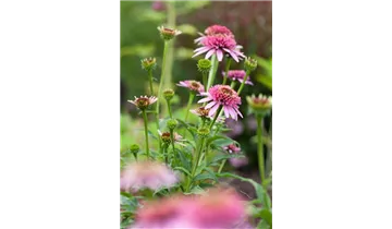 Gartenbaumschule Becker