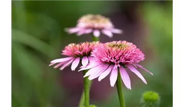 Gartenbaumschule Becker