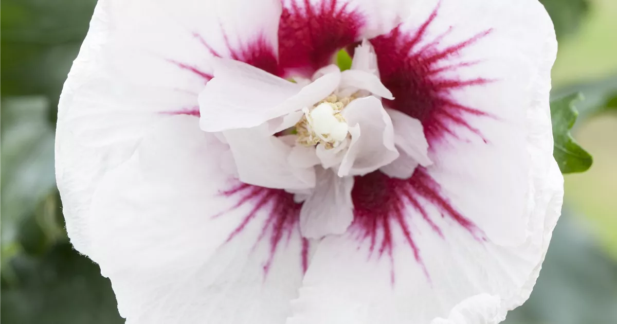 Hibiscus syriacus 'Lady Stanley', Garteneibisch 'Lady Stanley' -  GartenBaumschule Becker