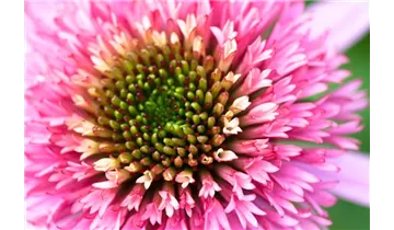 Gartenbaumschule Becker