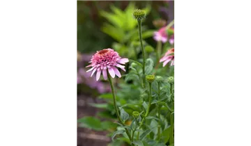 Gartenbaumschule Becker