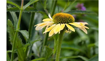 Gartenbaumschule Becker