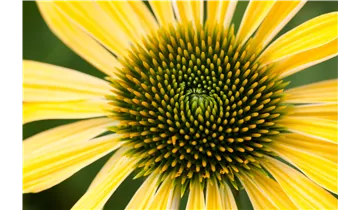 Gartenbaumschule Becker