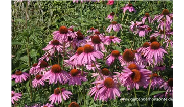 Gartenbaumschule Becker