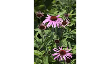 Gartenbaumschule Becker