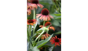 Gartenbaumschule Becker