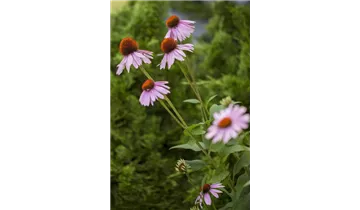 Gartenbaumschule Becker