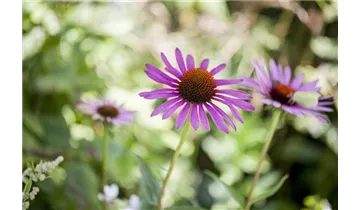 Gartenbaumschule Becker