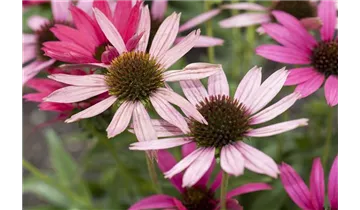 Gartenbaumschule Becker