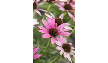 Gartenbaumschule Becker