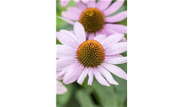 Gartenbaumschule Becker