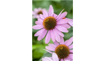 Gartenbaumschule Becker