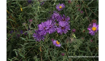 Gartenbaumschule Becker