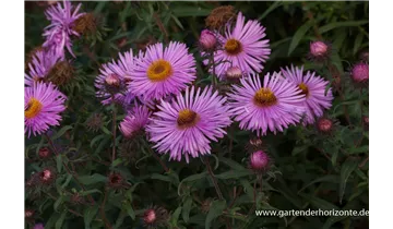 Gartenbaumschule Becker