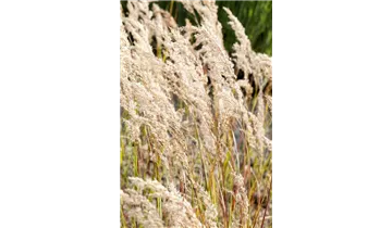 Gartenbaumschule Becker