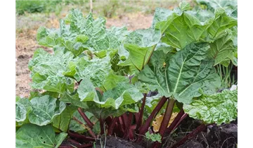 Gartenbaumschule Becker