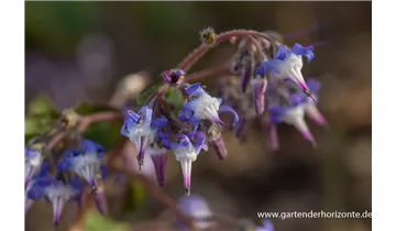 Gartenbaumschule Becker
