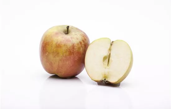 Malus 'Roter Boskoop' CAC