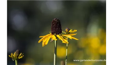 Gartenbaumschule Becker