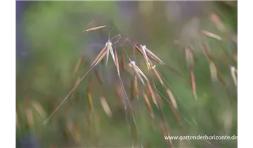 Gartenbaumschule Becker