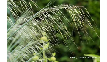 Gartenbaumschule Becker