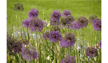 Gartenbaumschule Becker