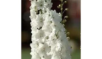 Gartenbaumschule Becker