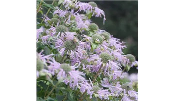 Gartenbaumschule Becker