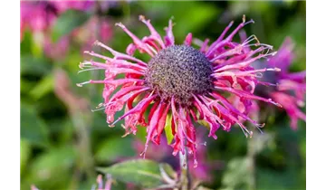 Gartenbaumschule Becker