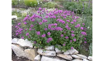 Gartenbaumschule Becker