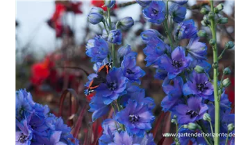 Gartenbaumschule Becker