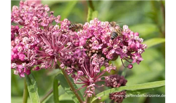 Gartenbaumschule Becker