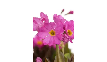 Gartenbaumschule Becker