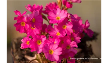 Gartenbaumschule Becker