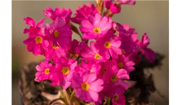 Gartenbaumschule Becker