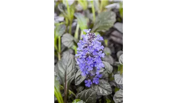 Gartenbaumschule Becker