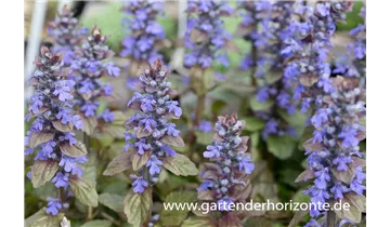 Gartenbaumschule Becker