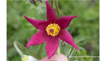 Gartenbaumschule Becker