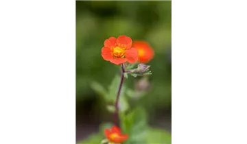 Gartenbaumschule Becker