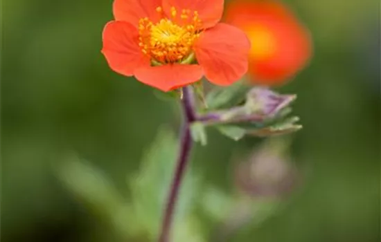 Rotblühende Nelkenwurz 'Koi'