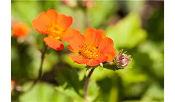 Gartenbaumschule Becker