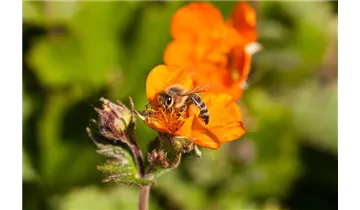 Gartenbaumschule Becker