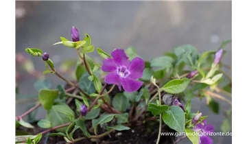 Gartenbaumschule Becker