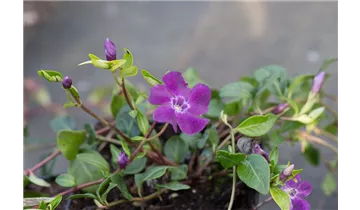 Gartenbaumschule Becker