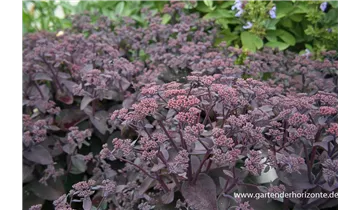 Gartenbaumschule Becker