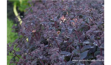 Gartenbaumschule Becker