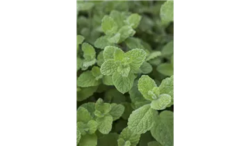 Gartenbaumschule Becker